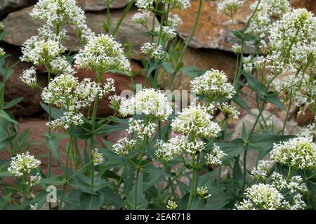 Spornblume, Centranthus, ruber, alba, Albus Foto Stock