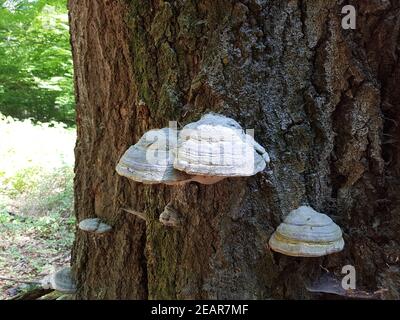 Urwald, Baumriesen, Baumpilze Foto Stock