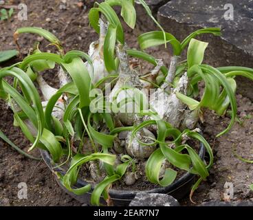 Weisse, Meerzwiebel, Drimia, maritima Foto Stock