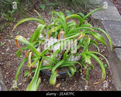 Weisse, Meerzwiebel, Drimia, maritima Foto Stock