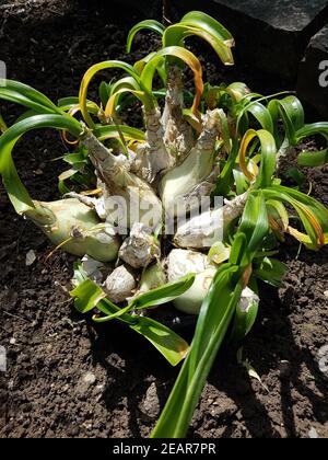 Weisse, Meerzwiebel, Drimia, maritima Foto Stock