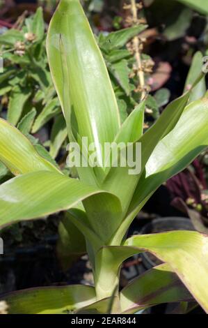 Goldkelch Solandra maxima Foto Stock