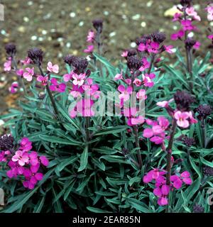 Goldblack Cheiranthus Bowles Mauve Foto Stock