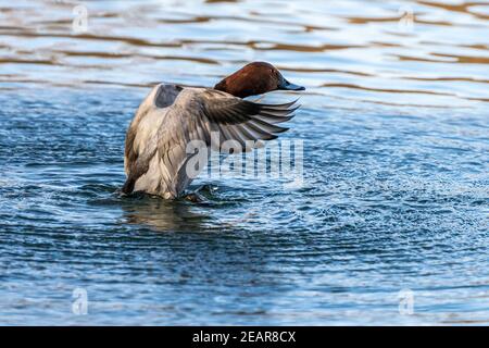 Anatra solitaria al lago Kleinhesseloher nel giardino inglese di Monaco, Germania. Foto Stock