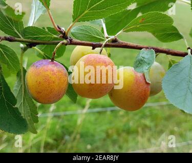 Mirabellen, Prunus domestica Foto Stock