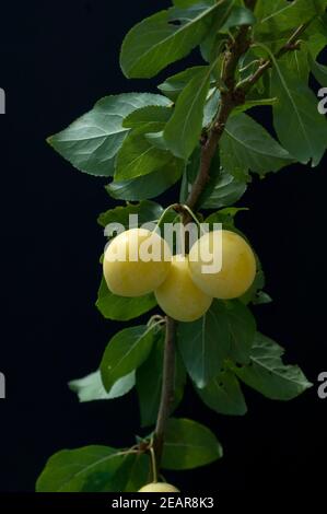 Mirabellen, Prunus domestica subsp. Syriaca Foto Stock