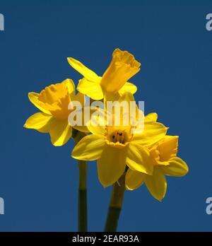 Narzisse, Narcissus, Osterglocke Foto Stock
