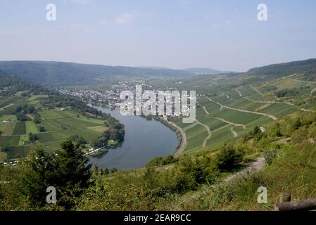 Weinberg, Kroever Nacktarsch, Grosslage, Mosel Foto Stock