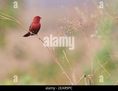 I colori sono i sorrisi della natura --avadavat rosso (Amandava amandava) Foto Stock