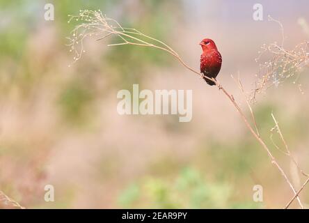 I colori sono i sorrisi della natura --avadavat rosso (Amandava amandava) Foto Stock