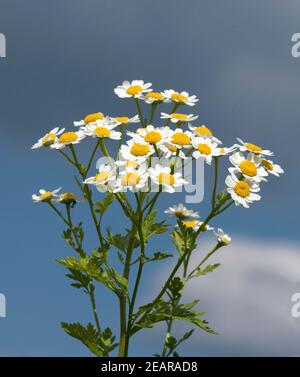 Roemischer Bertram Anacyclus piretrum Foto Stock