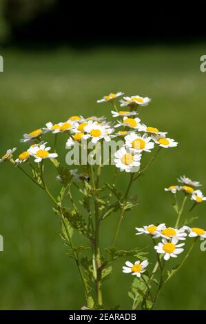 Roemischer Bertram Anacyclus piretrum Foto Stock