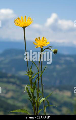 Ochsenauge, Buftalmum, salicifolium Foto Stock