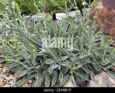 Griechischer Bergtee; Sideritis syriaca, Heilpflanzen, Foto Stock