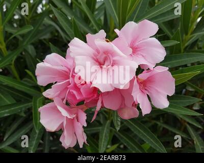 Oleandro Nerium rosa Foto Stock