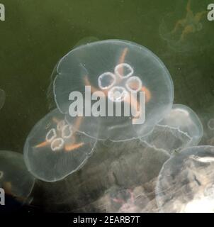 Ohrenqualle, Aurelia aurita, im,Meer, Foto Stock