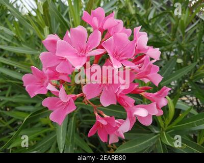Oleandro Nerium rosa Foto Stock