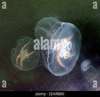 Ohrenqualle, Aurelia aurita, im, Meer Foto Stock