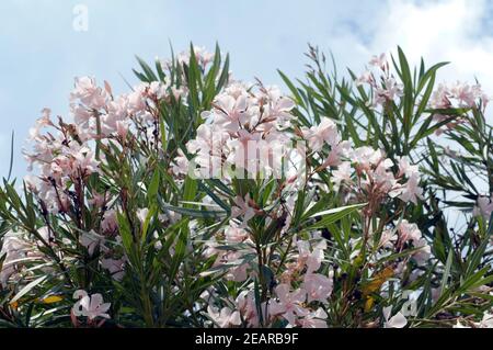 Oleander Nerio Oleander Giftpflanze Wildpflanzen Foto Stock