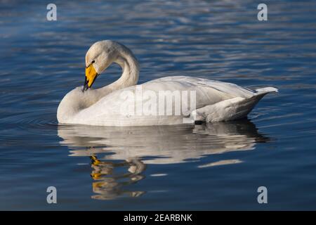 Whooper can (Cygnus cygnus), Caerlaverock WWT, Dumfries & Galloway, Scozia, Regno Unito Foto Stock