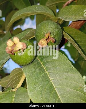 Guave, Echte, Psidium, guajava Foto Stock