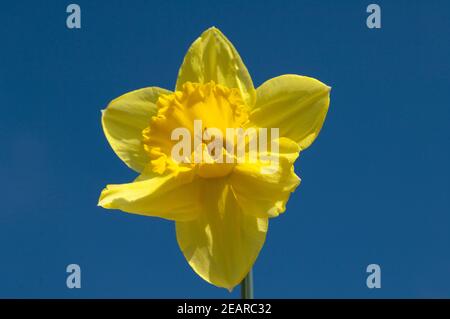 Narzisse, Narcissus, Osterglocke Foto Stock