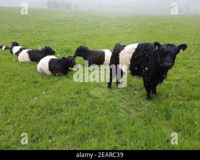 Galloway-Sattelrind, Belted, Galloway, Schneefall Foto Stock