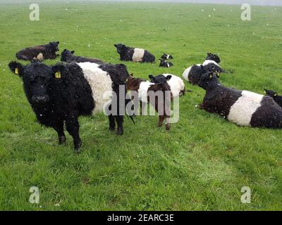 Galloway-Sattelrind, Belted, Galloway, Schneefall Foto Stock