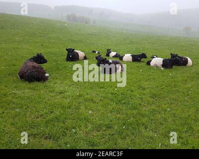 Galloway-Sattelrind, Belted, Galloway, Schneefall Foto Stock