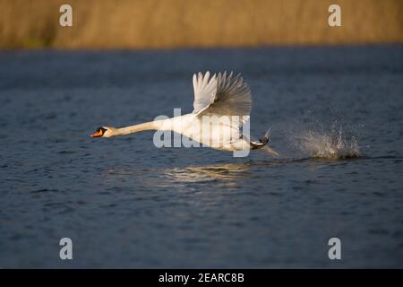 Mute Swan (Cygnus olor) decollo, Leighton Moss RSPB Reserve, Lancashire, Regno Unito Foto Stock