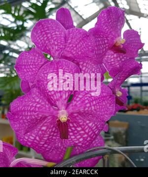 Orchidee, Vanda, Hybride Foto Stock