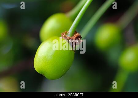 Macro di ciliegie acide verdi appese su un ramo Foto Stock