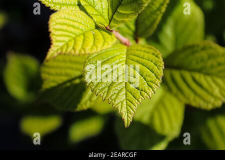 Primo piano di una foglia verde di ciliegio di nanking Foto Stock
