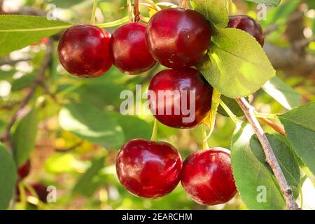 Primo piano di un grappolo di ciliegie acide rosse su un albero Foto Stock