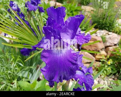 Schwertlilie, Iris Barbata-Elatior, blu il ritmo, Steingarten Foto Stock