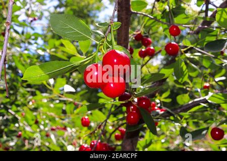 Un mazzo di ciliegie evans appese su un arbusto Foto Stock