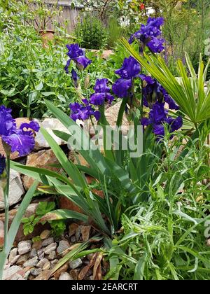 Schwertlilie, Iris Barbata-Elatior, blu il ritmo, Steingarten Foto Stock