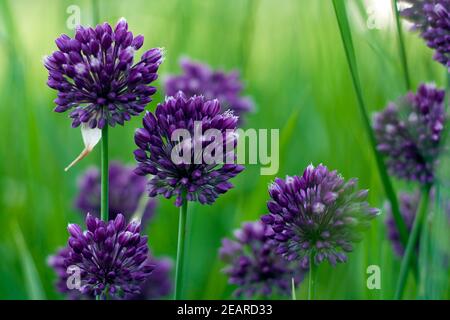 Fiore viola cipolla selvatica teste sul verde erba selettiva messa a fuoco Foto Stock