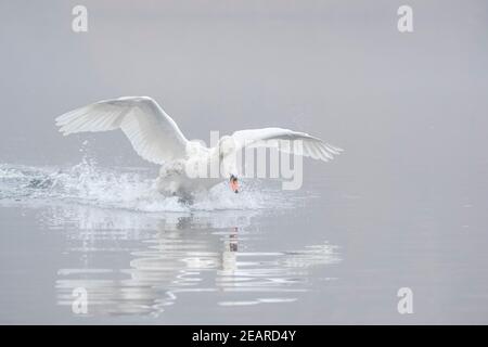 Mute Swan (Cygnus olor) prendendo il volo in nebbia, Bolam Lake Country Park, Northumberland, Regno Unito Foto Stock