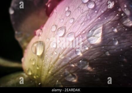 Gocce d'acqua scintillanti sul petalo rosa dopo Rainstorm Foto Stock