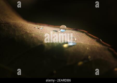 Gocce d'acqua scintillanti su foglie multicolore dopo Rainstorm Foto Stock