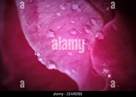 Gocce d'acqua scintillanti su un petalo rosa brillante dopo Rainstorm Foto Stock