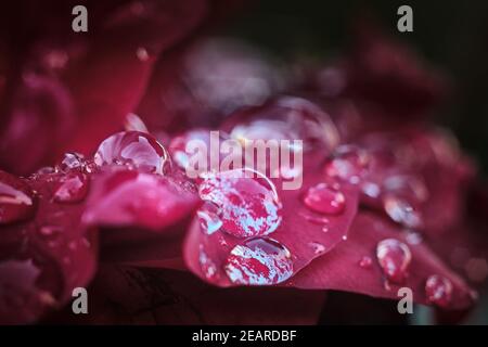 Gocce d'acqua scintillanti sul petalo di Rosa rossa dopo Rainstorm Foto Stock