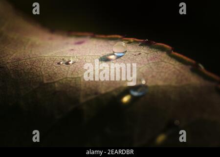 Gocce d'acqua scintillanti su foglie multicolore dopo Rainstorm Foto Stock