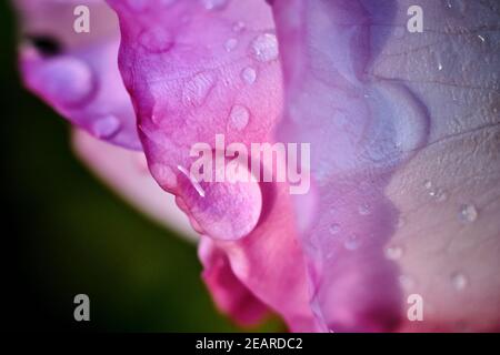 Gocce d'acqua scintillanti sul petalo rosa dopo Rainstorm Foto Stock