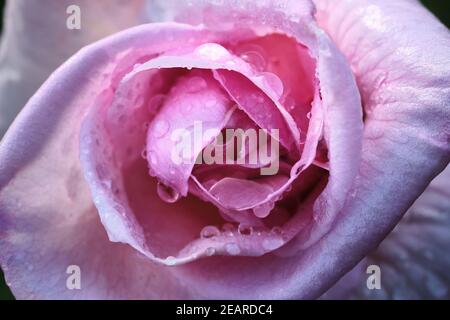 Gocce d'acqua scintillanti sui petali rosa dopo Rainstorm Foto Stock