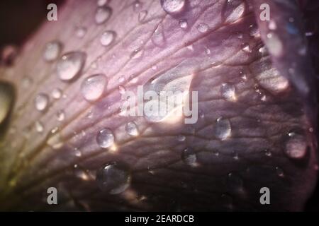 Gocce d'acqua scintillanti sul petalo rosa dopo Rainstorm Foto Stock