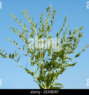 Steinsame, Echter su Steinsame, lithospermum officinale Foto Stock