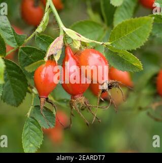 Hagebutten, Hundsrose, Rosa canina, Heilpflanzen Foto Stock