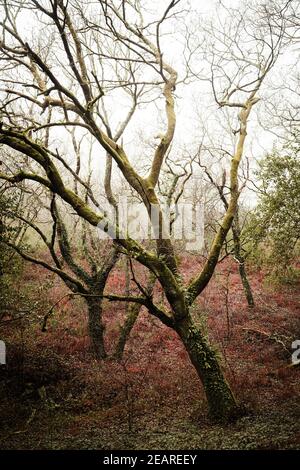 La foresta verde in inverno e con molto vegetazione Foto Stock